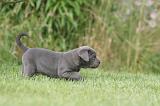 CANE CORSO 1288